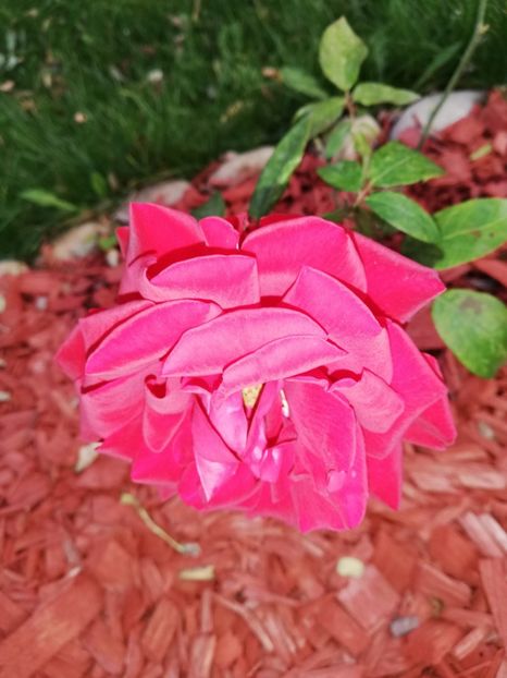  - Gradina octombrie 2020