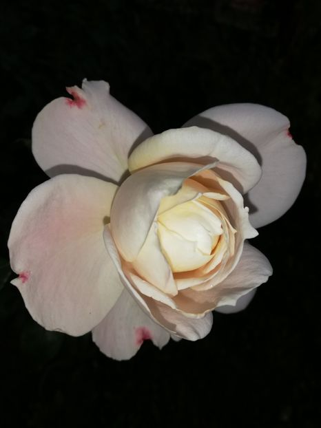  - Gradina octombrie 2020