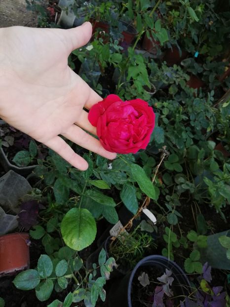  - Gradina octombrie 2020