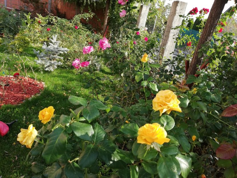  - Gradina octombrie 2020