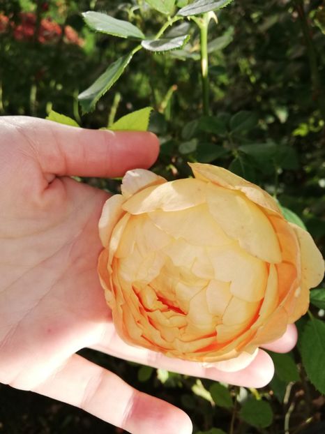  - Gradina octombrie 2020