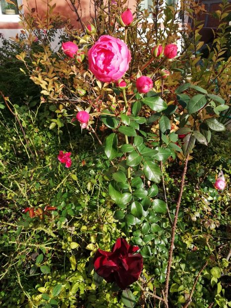  - Gradina octombrie 2020