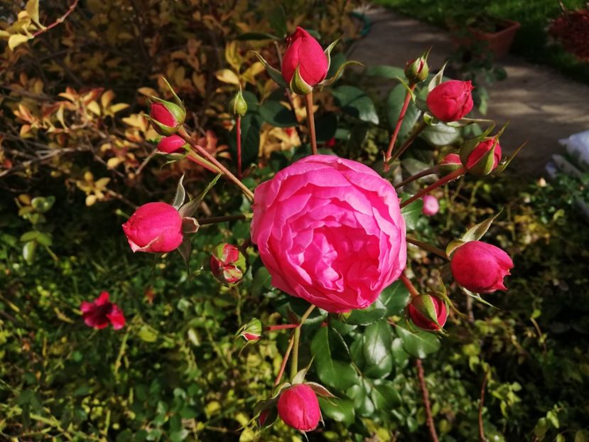  - Gradina octombrie 2020