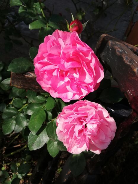  - Gradina octombrie 2020