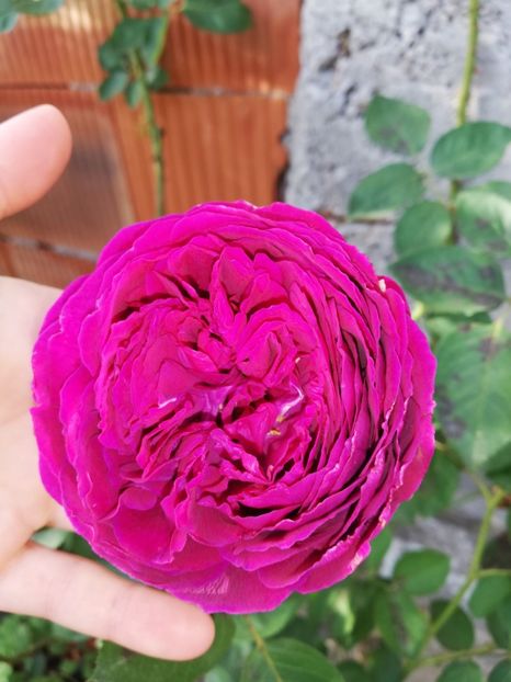  - Gradina octombrie 2020