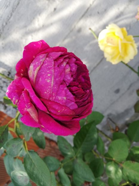  - Gradina octombrie 2020