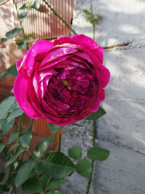  - Gradina octombrie 2020