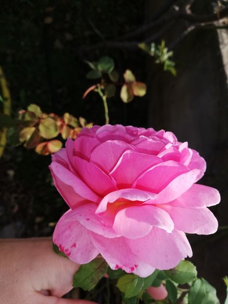  - Gradina octombrie 2020