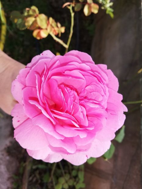  - Gradina octombrie 2020