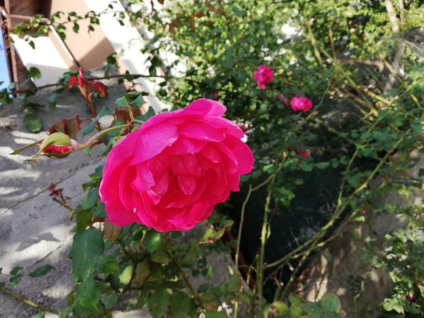  - Gradina octombrie 2020