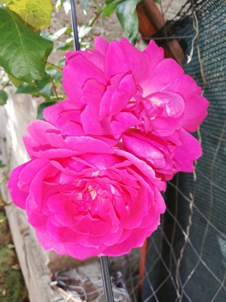  - Gradina octombrie 2020