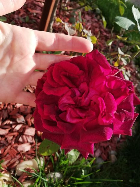  - Gradina octombrie 2020