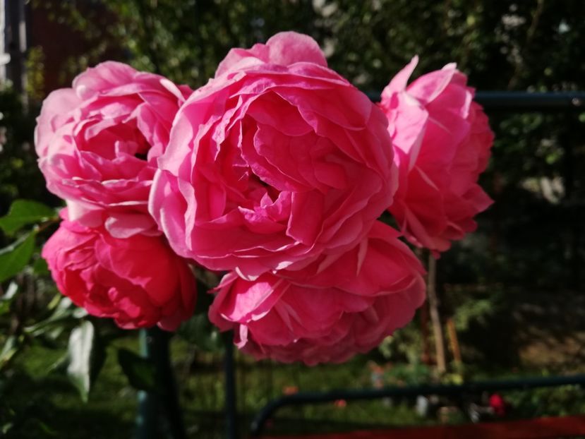  - Gradina octombrie 2020