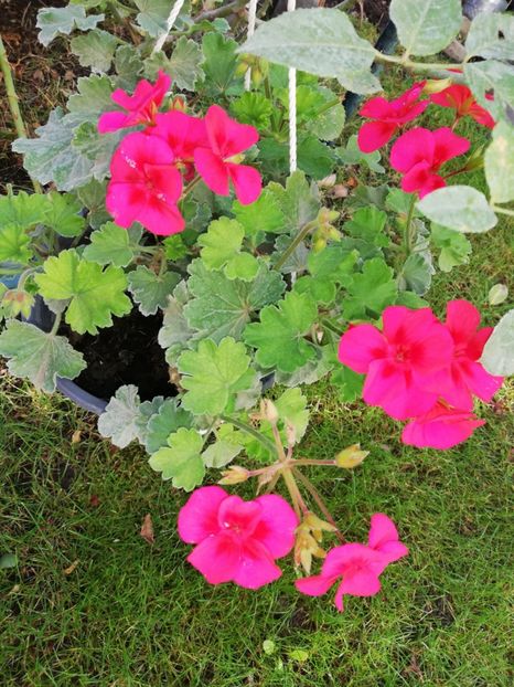  - Gradina octombrie 2020