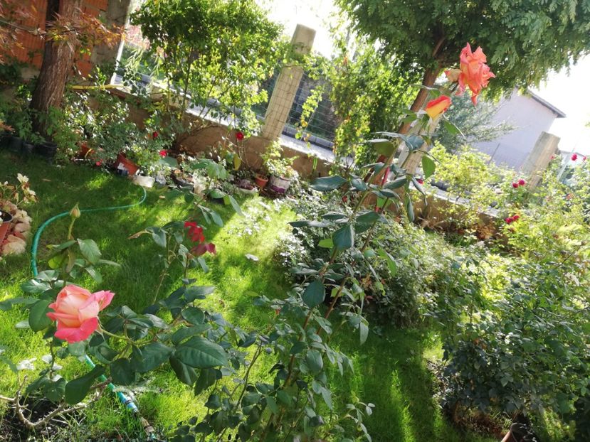  - Gradina octombrie 2020