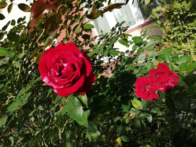  - Gradina octombrie 2020