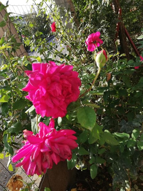  - Gradina octombrie 2020