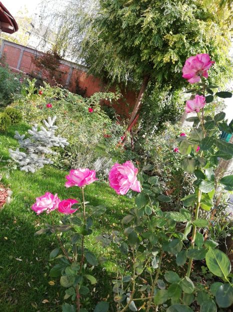  - Gradina octombrie 2020