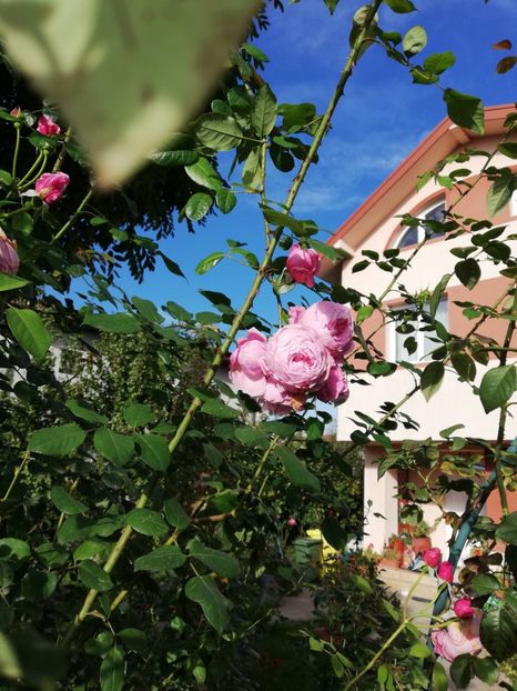  - Gradina octombrie 2020