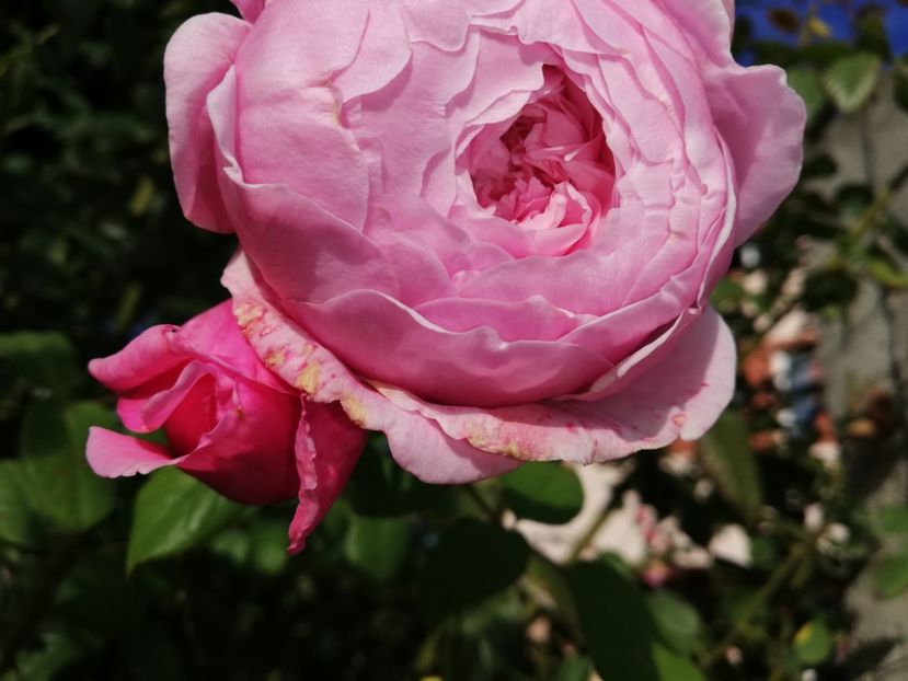  - Gradina octombrie 2020