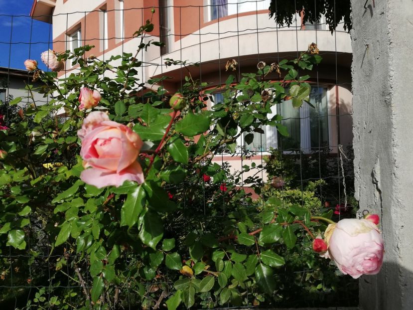  - Gradina octombrie 2020