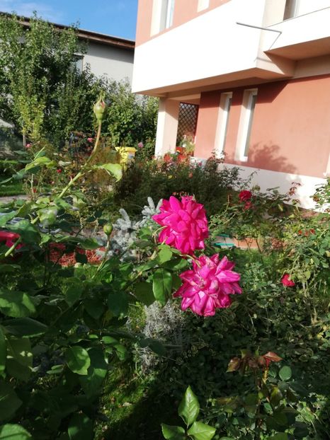  - Gradina octombrie 2020