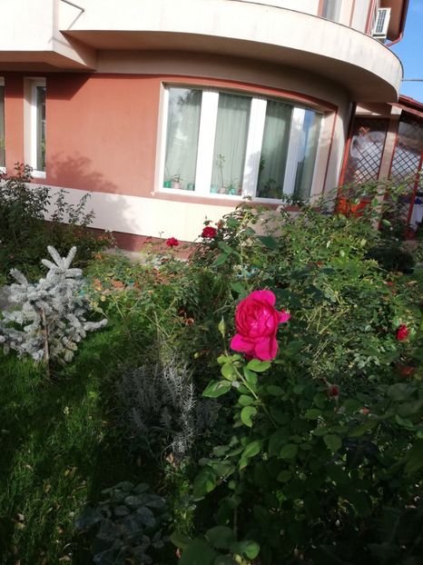  - Gradina octombrie 2020