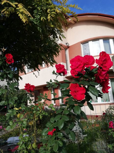  - Gradina octombrie 2020