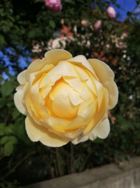  - Gradina octombrie 2020