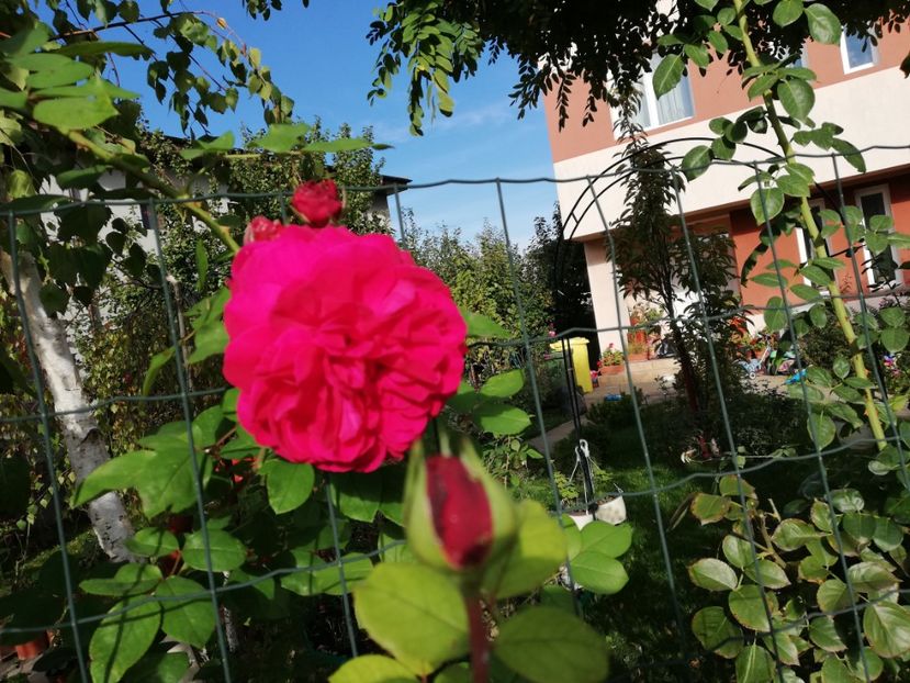  - Gradina octombrie 2020