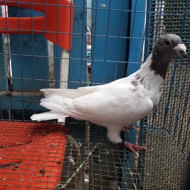  - NU AMI APARTIN 2020