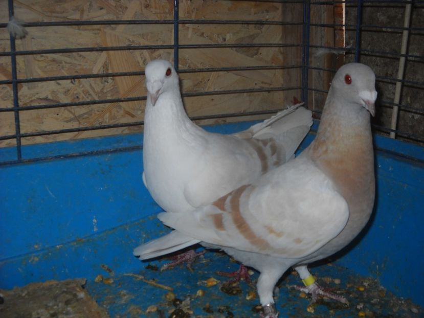  - PORUMBEI VANDUTI 2