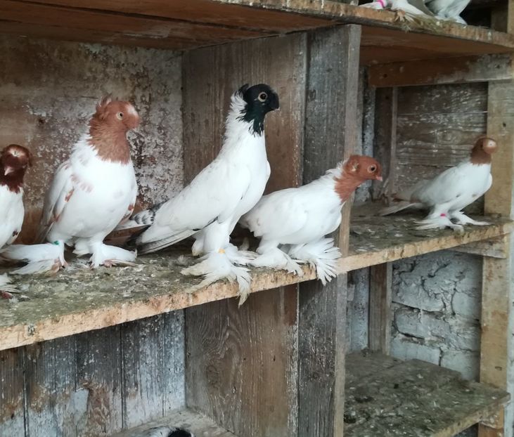  - Jucători de Botoșani