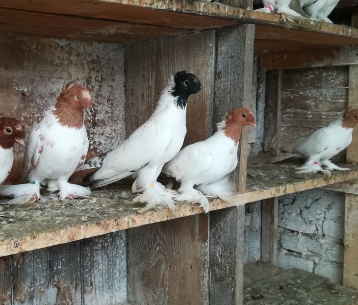  - Jucători de Botoșani