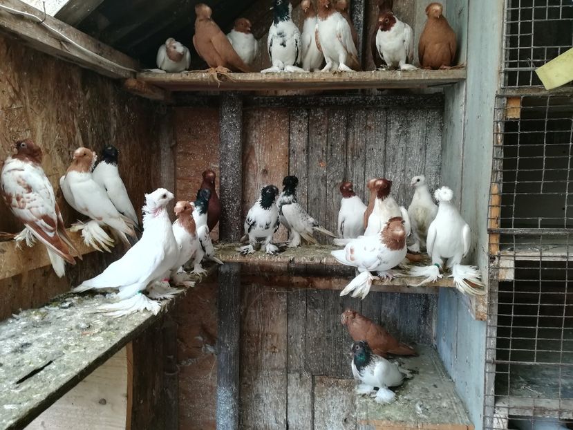  - Jucători de Botoșani