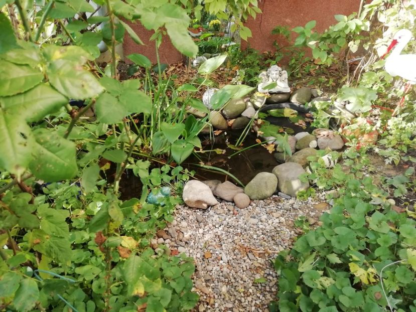 28.10.2020 - Grădina 2020 continuare 2