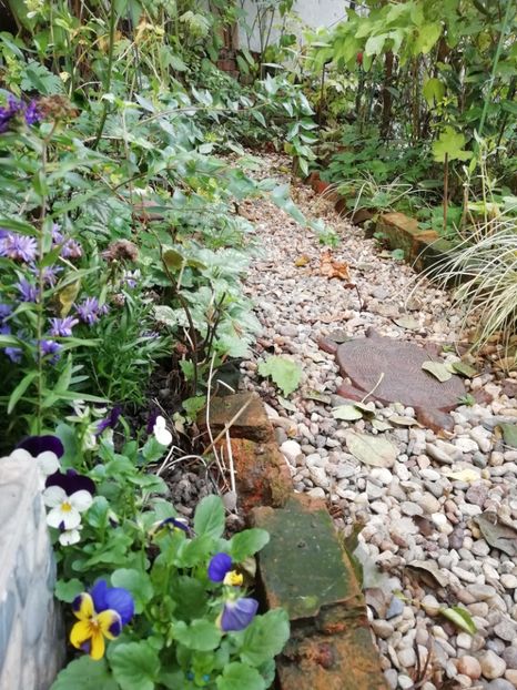  - Grădina 2020 continuare 2