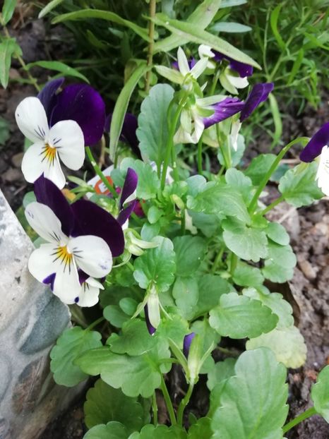  - Grădina 2020 continuare 2