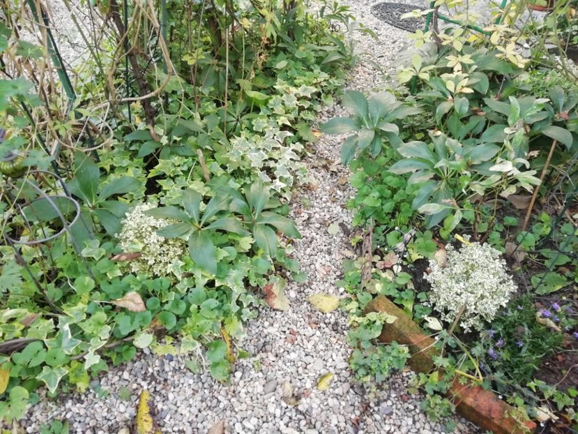  - Grădina 2020 continuare 2