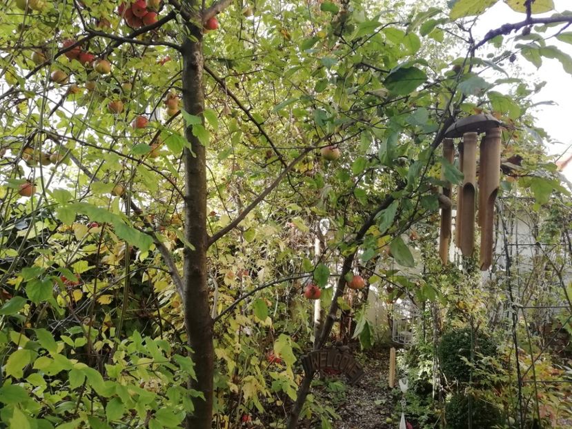  - Grădina 2020 continuare 2