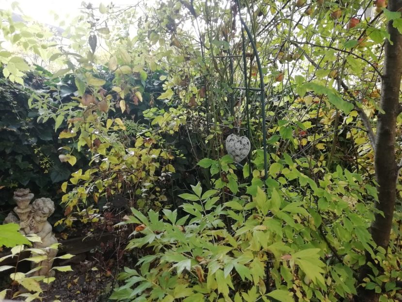  - Grădina 2020 continuare 2