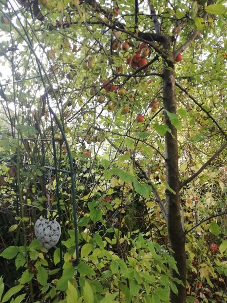  - Grădina 2020 continuare 2