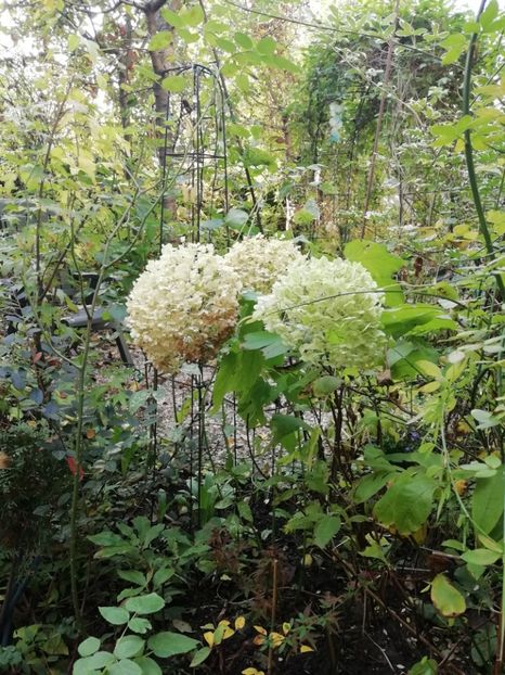  - Grădina 2020 continuare 2