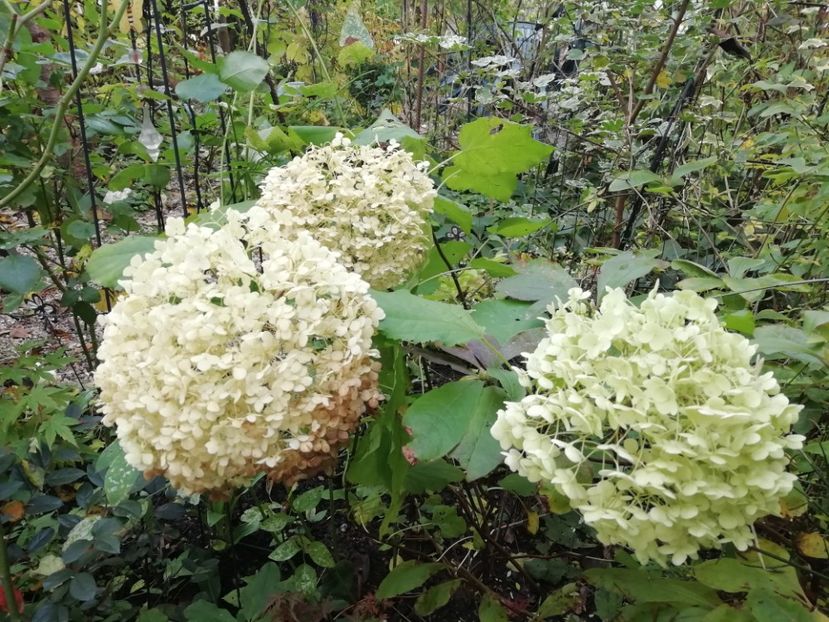  - Grădina 2020 continuare 2