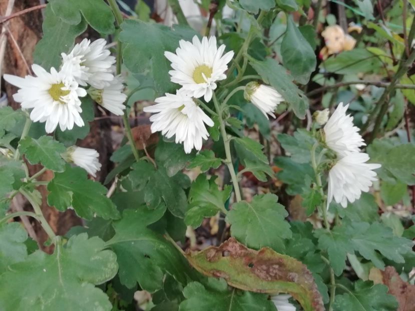  - Grădina 2020 continuare 2