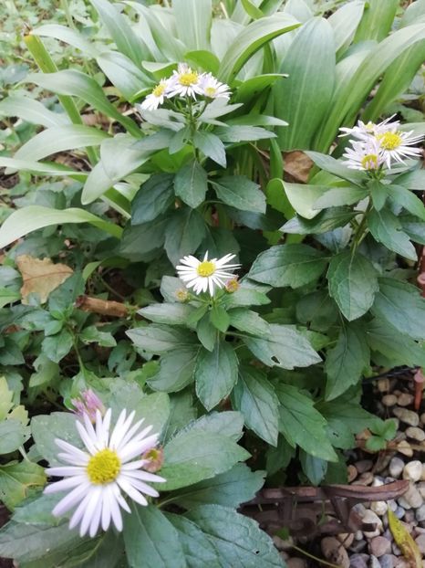 Aster ageratoides Asmo - Grădina 2020 continuare 2