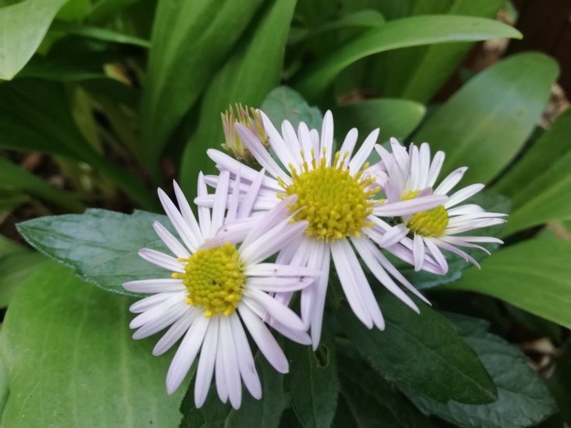  - Grădina 2020 continuare 2