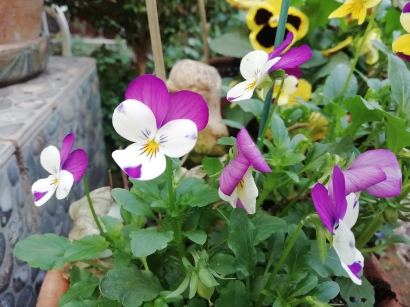  - Grădina 2020 continuare 2