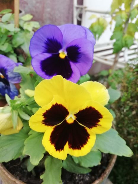  - Grădina 2020 continuare 2