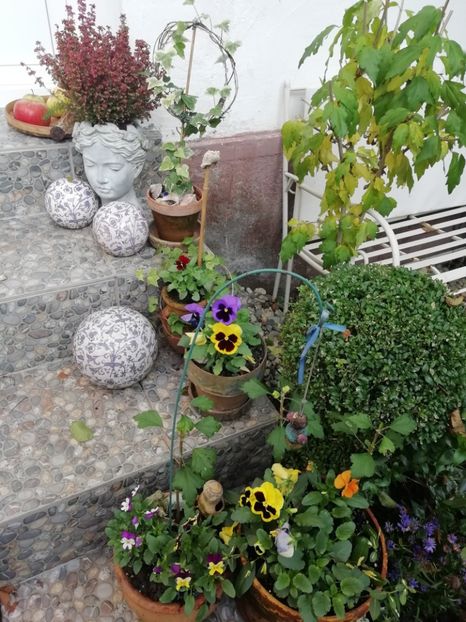  - Grădina 2020 continuare 2